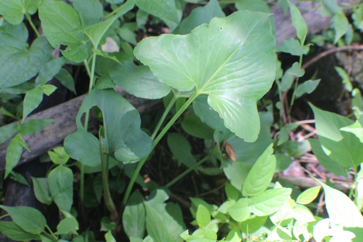 Typhonium roxburghii Schott